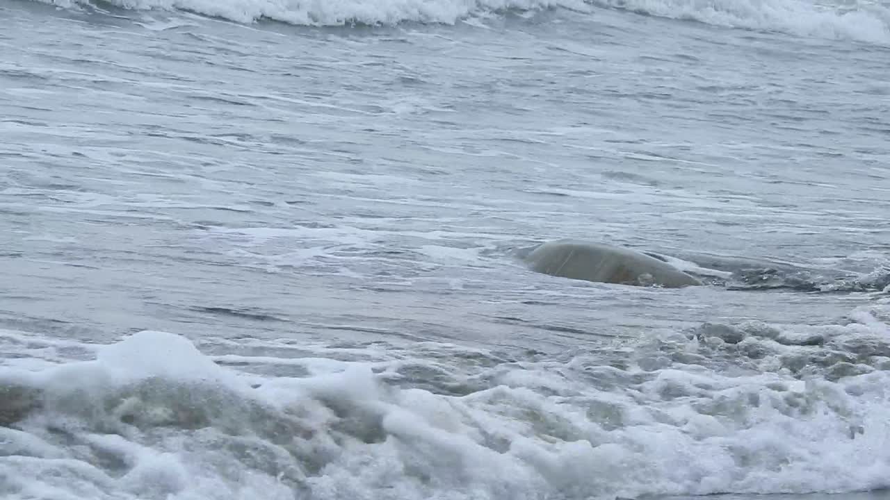 Kemp's Ridley Sea Turtle, Lepidochelys kempii, tortuga lora, walks into the sea and disappears in the waves. La Mancha, Veracruz, Mexico