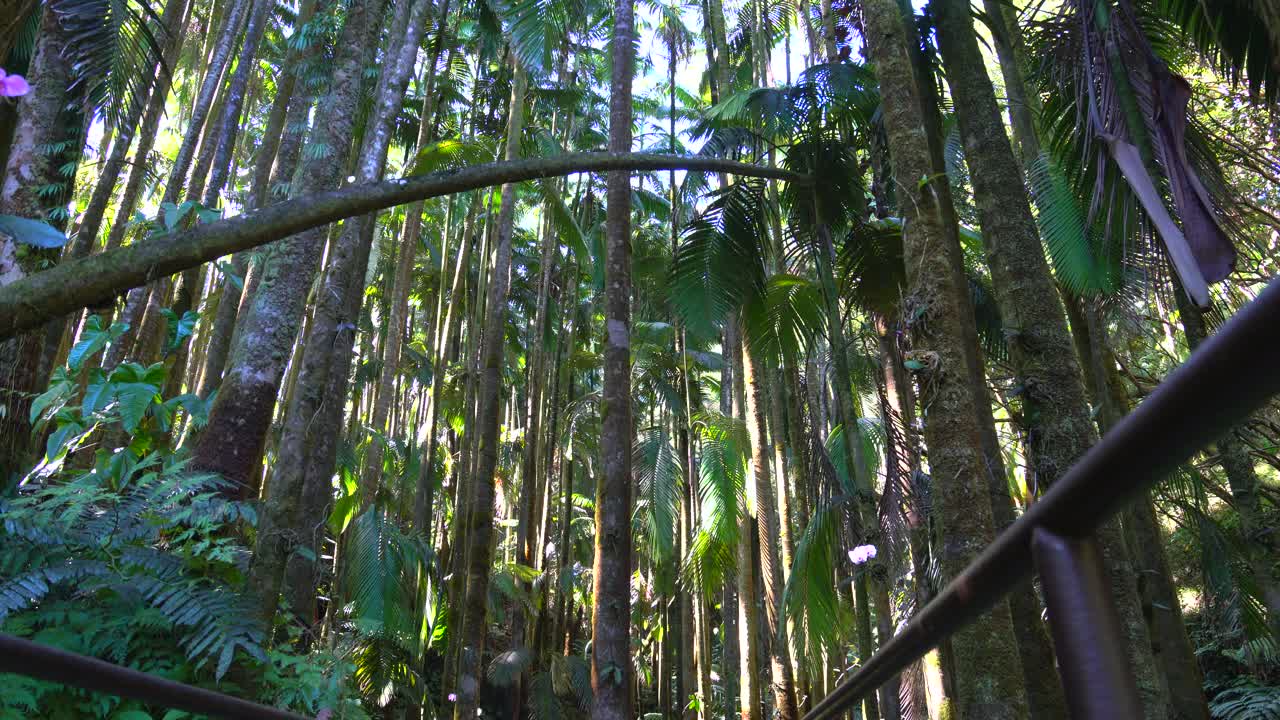 Tropical Jungle background. Lush green rain forest environment with giant palm trees swaying in the gentle breeze. 4K