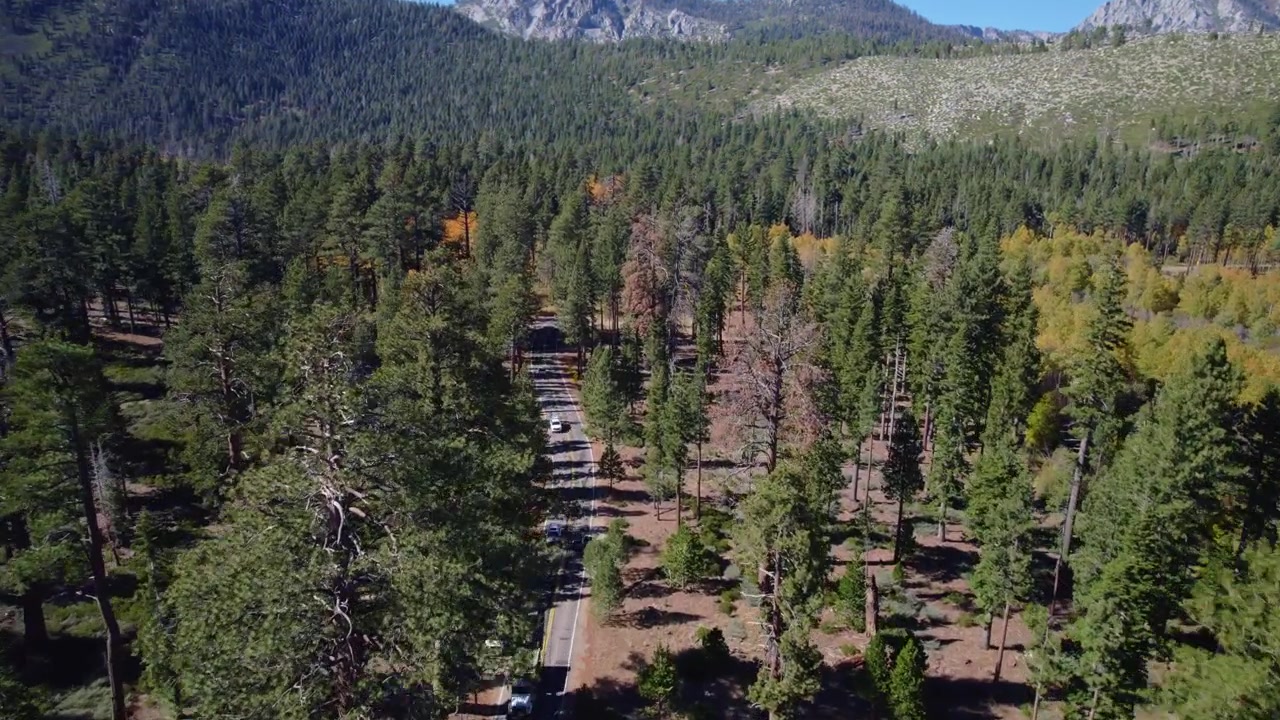 Veduta aerea cinematografica di pini e una strada panoramica che attraversa un paesaggio forestale montuoso.