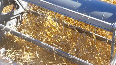 wheat harvesting with a combine harvester
