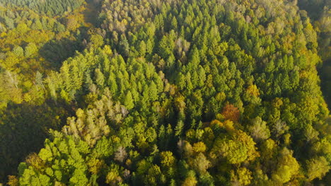 Blick-Von-Oben-Auf-Einen-Struppigen-Herbstwald-Während-Eines-Sonnigen-Morgens-In-Der-Nähe-Des-Dorfes-Napromek,-Bezirk-Der-Gmina-Lubawa,-Nordpolen