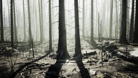 forest landscape showing aftermath of wildfires with burnt trees and fog