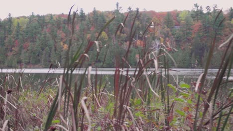 Close-up-side-view-walking-to-the-left-before-cat-tails-and-a-lake-and-trees-in-an-autumn-forest