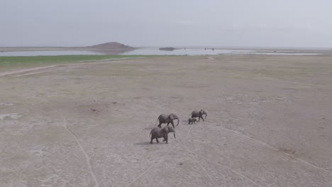 los elefantes en la sabana africana