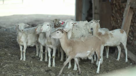 capture the serene scene of a group of patient sheep waiting within the rustic confines of a barn