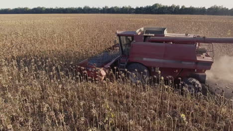 harvesting sunflower side view combine fast rides on the field shot from the air