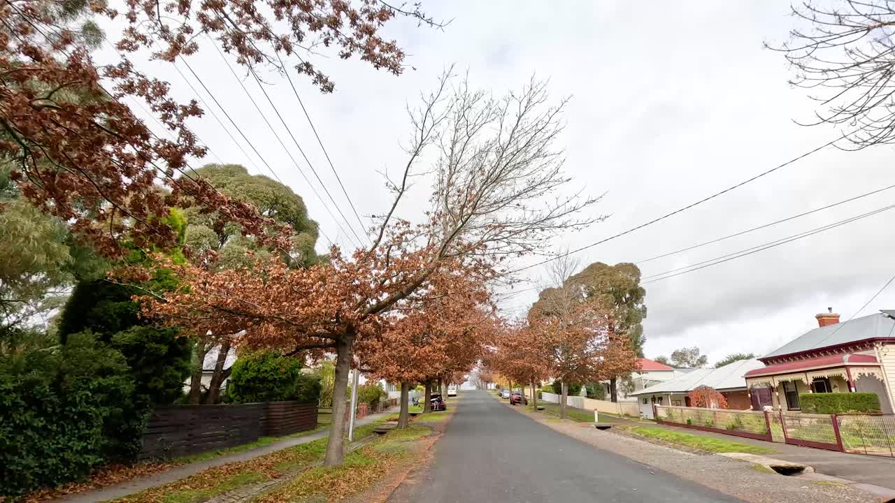 나무로 둘러싸인 거리를 따라 경치 좋은 드라이브