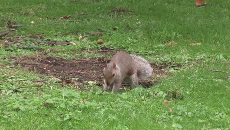 squirrel on an autumn day