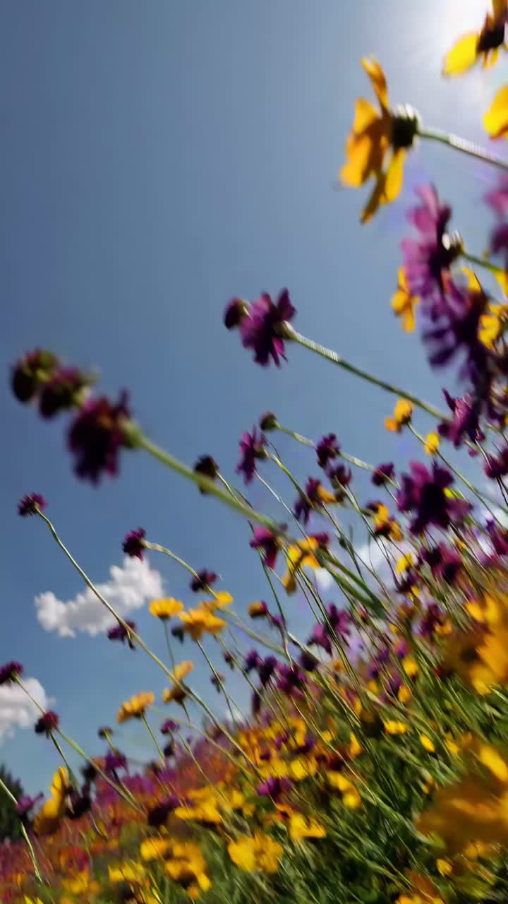 Ripresa video dal basso di vivaci fiori gialli e viola contro un cielo azzurro limpido.