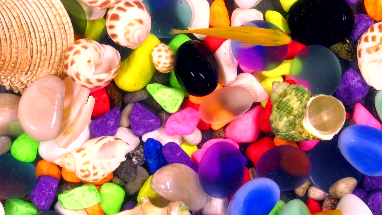 다채로운 수족관에서 물 에 있는 물고기