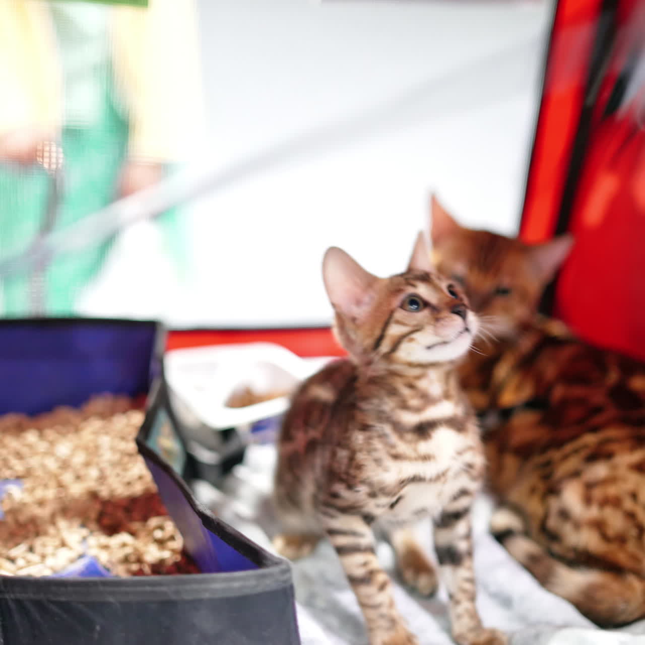 Bengal kitten. Cute fluffy kitten playing with pet toy at cat exhibition, love for animals