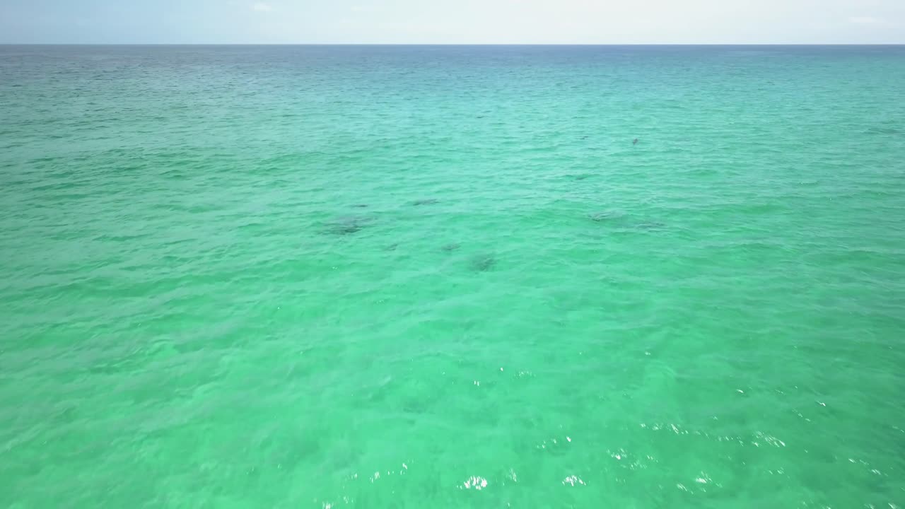 물에서 노는 돌고래