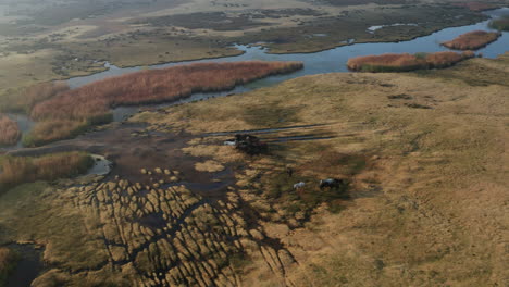 Team-Of-Wild-Horses-On-Wetland-And-Marshes-In-Kayseri-Area,-Cappadocia,-Turkey-At-Sunrise