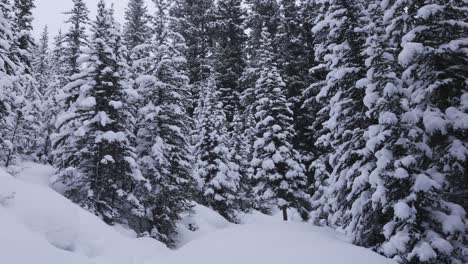 Senderismo-En-El-Parque-Nacional-De-Banff-En-El-Bosque-De-Invierno