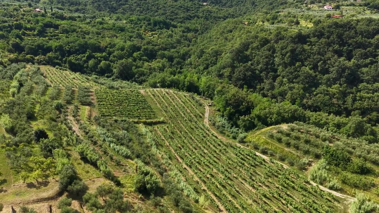 Vista aérea de viñedos y olivares en el paisaje verde de Eslovenia, toma de dron.