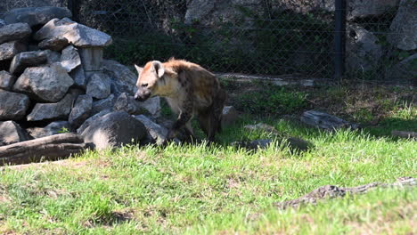 Eine-Hyäne-Geht-In-Ihrem-Gehege-In-Einem-Zoo-In-Der-Nähe-Von-Felsen-Spazieren