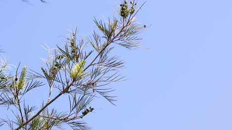 tree branches with flowers against a blue sky