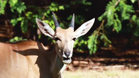 eland grazing peacefully in a zoo environment