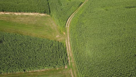 Toma-Panorámica-Aérea-De-Arriba-Hacia-Abajo-De-Un-Campo-De-Maíz-En-Europa