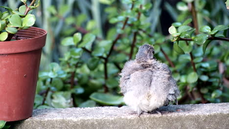 Juvenile-laughing-dove-preening-its-fluffy-down-feathers,-telephoto-shot