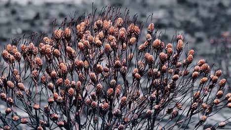 Verbrannter-Protea-Busch-Mit-Knospen-Nach-Einem-Buschbrand-In-Südafrika-Mit-Einem-Verwüsteten-Grauen-Hintergrund