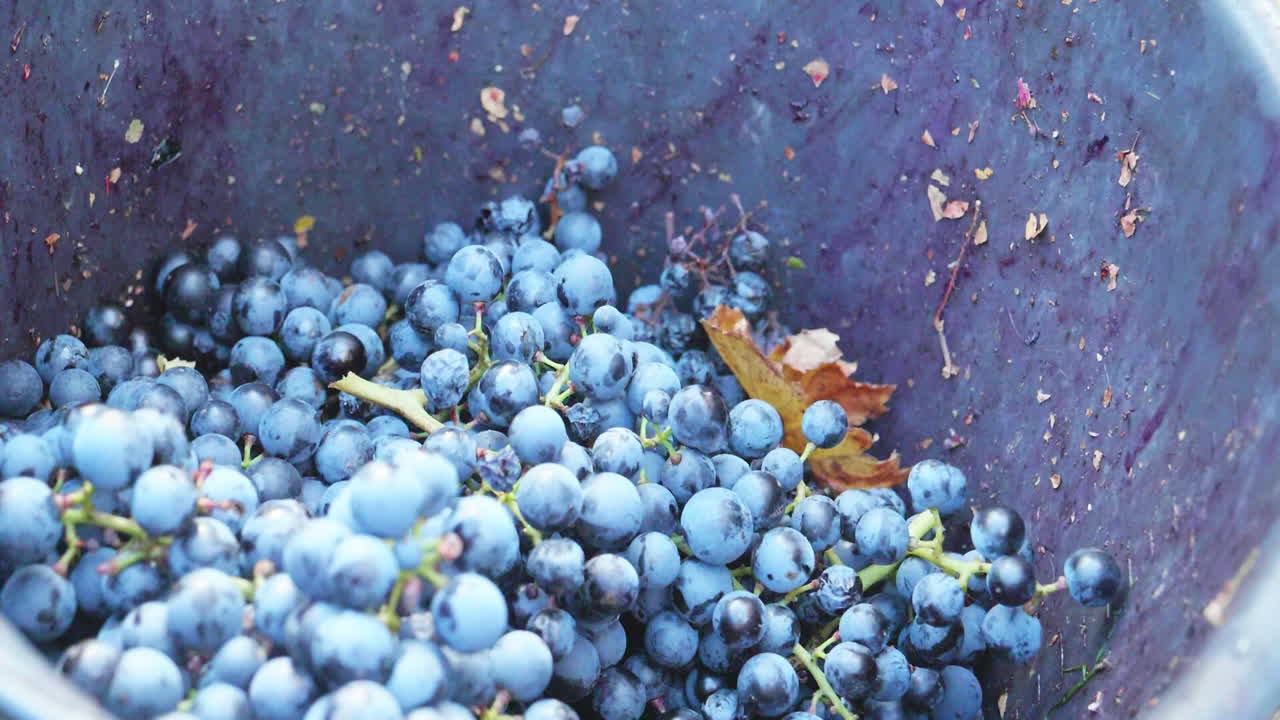 포도 수확 중 에 은 포도 가 바구니 에 던져진다