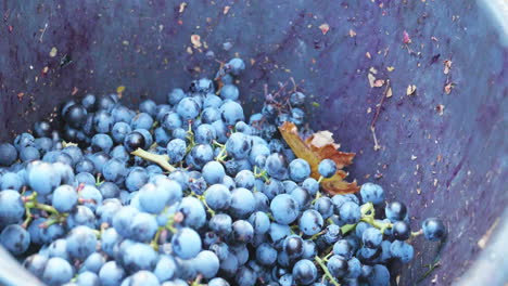 las uvas rojas se arrojan a un cubo durante la cosecha de uvas