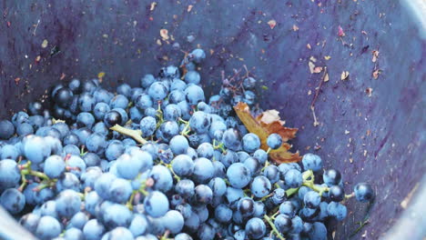 red grapes are thrown into a bucket during the grape harvest