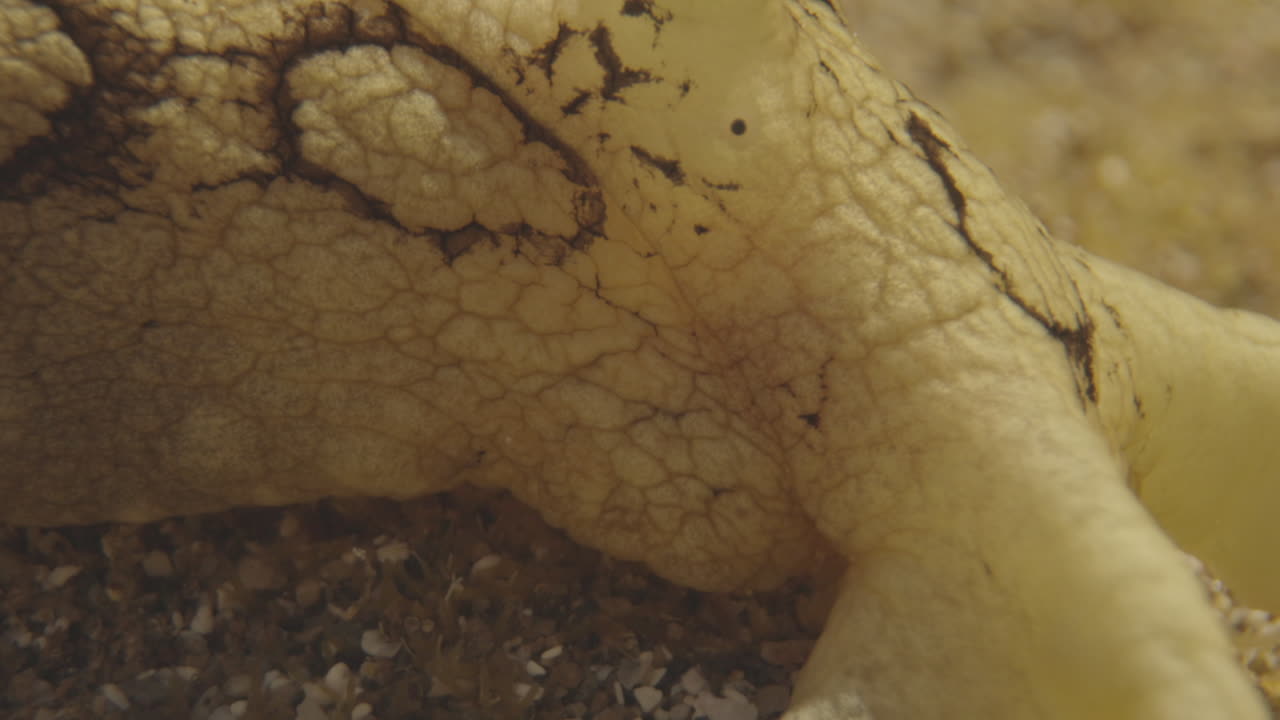 수중 해양 생물의 근접 사진