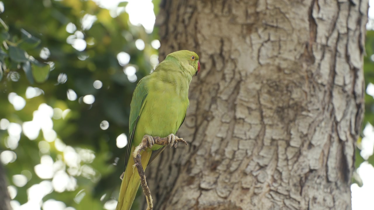Un grazioso pappagallo verde appoggiato su un ramo d'albero che poi prende il volo