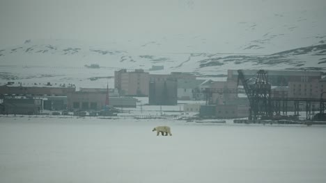 A-mother-Polar-Bear-meanders-across-an-icy-landscape-in-Svalbard