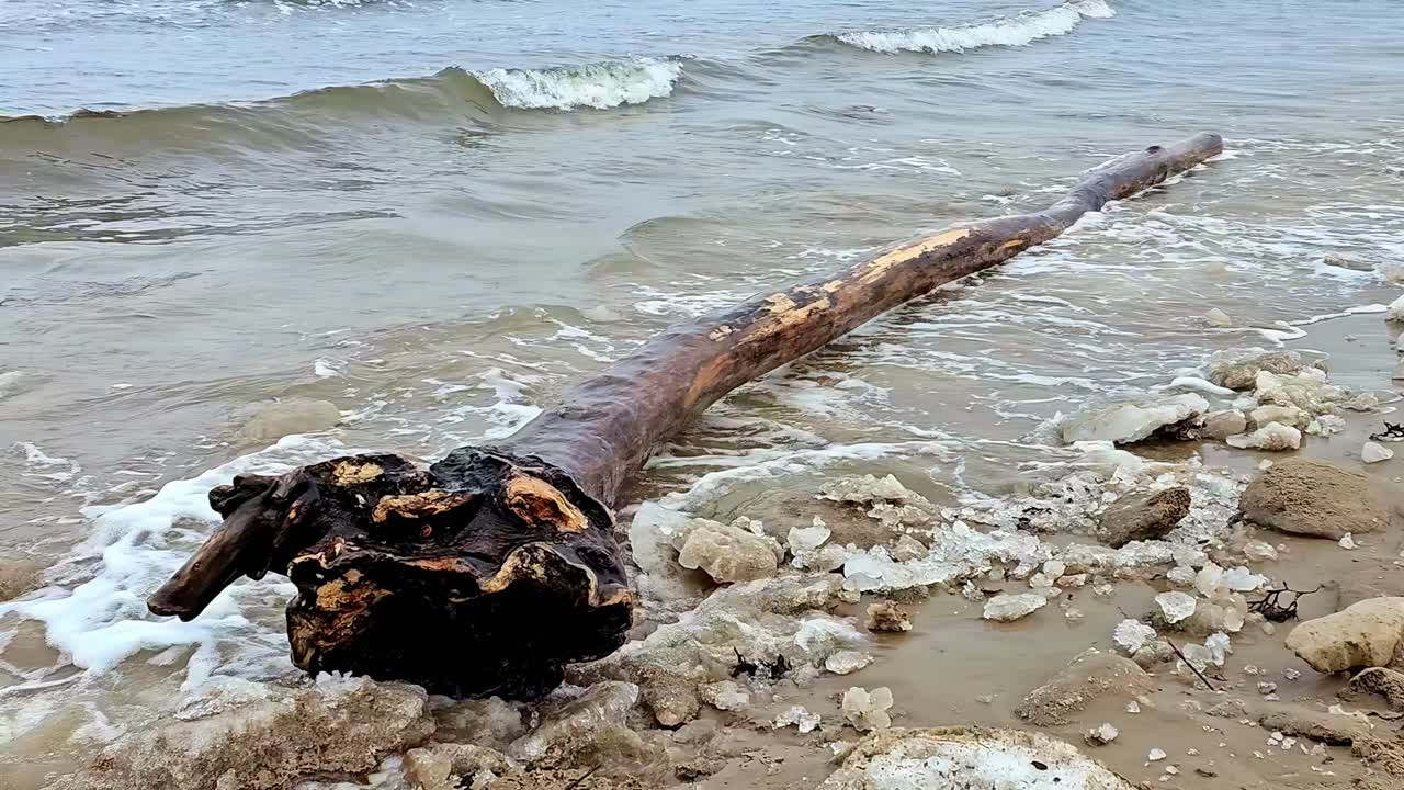A large log is laying on the beach, partially submerged in the water
