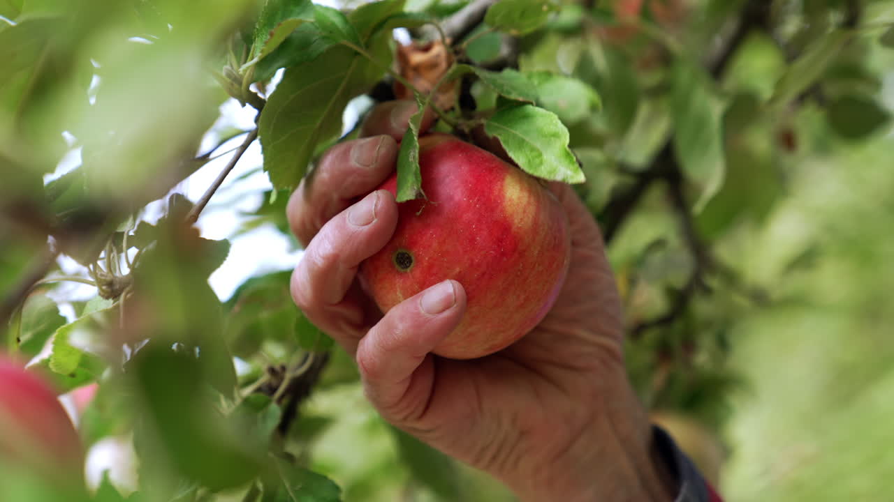 Red apple with a black spot hanging on the tree. Male hand takes a fruit and picks it. Close up.