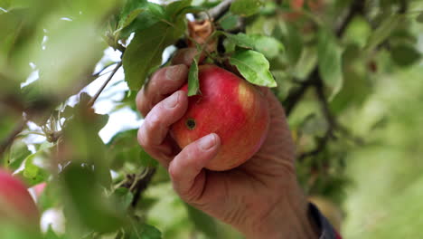 red apple with a black spot hanging on the tree. male hand takes a fruit and picks it. close up.