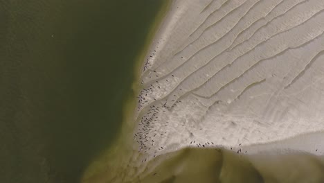 seals resting on sandy shores with patterns near green water, viewed from above