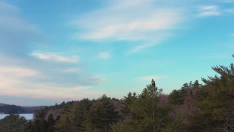 aerial orbit looking up at a juvenile bald eagle perched atop a pine tree in a winter forest