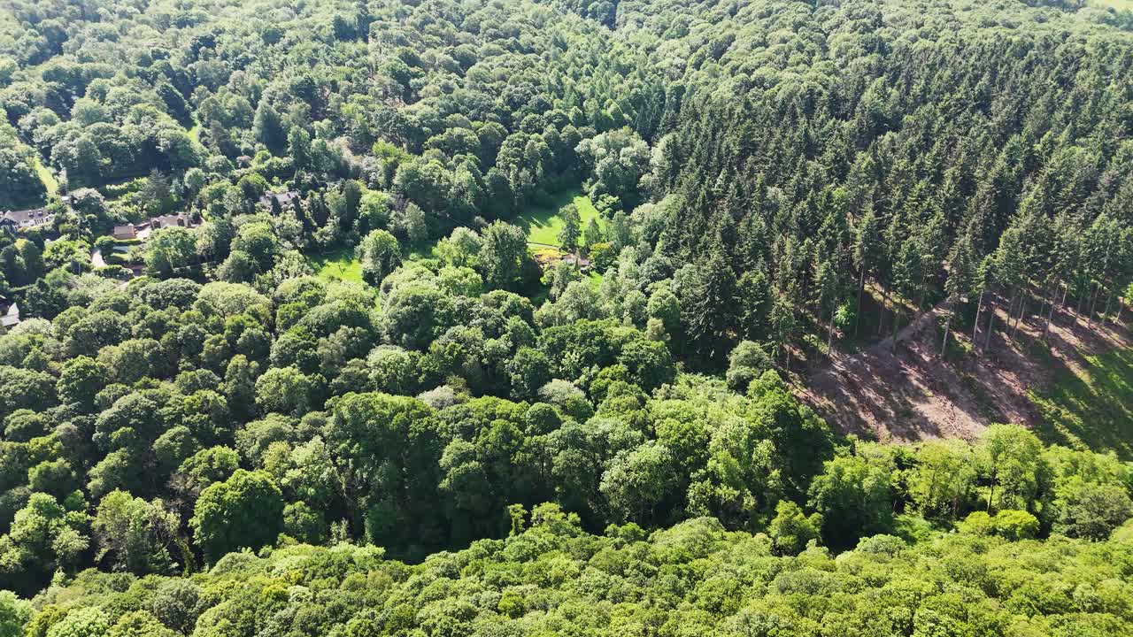 Drone flight, starting on top down view of tree canopy. pulling out and tilting up to reveal bright summer sky