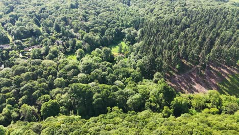 drone flight, starting on top down view of tree canopy. pulling out and tilting up to reveal bright summer sky