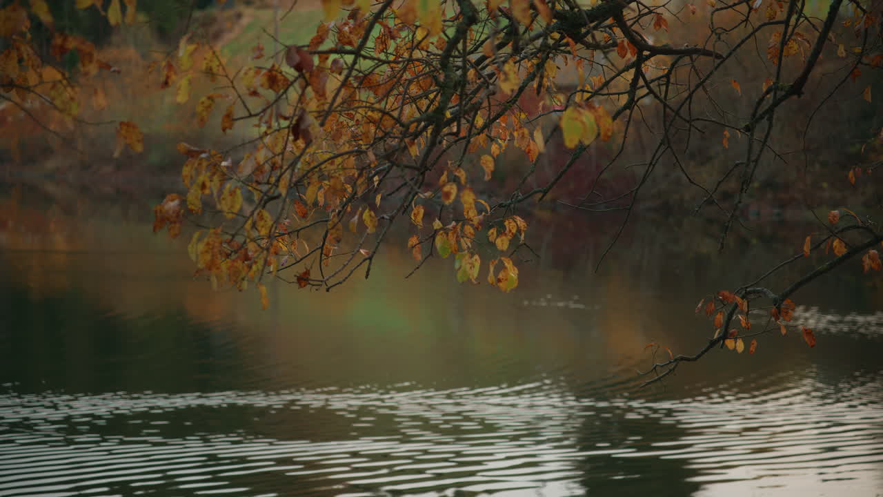 Medium shot of colorful leaves hanging over the water