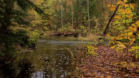 Gimbal-Aufnahme-Eines-Baches,-Der-In-Herbstfarben-Durch-Einen-Wald-Fließt---Dolly-Aufnahme