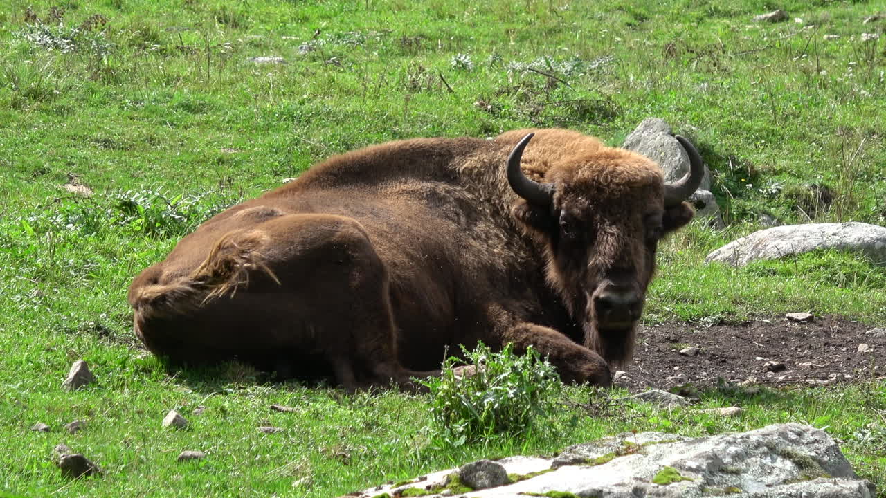 Riprese di un bisonte europeo sdraiato e a riposo su un prato alpino verde con rocce a Dombay, Monti del Caucaso, Russia, fauna selvatica nel suo habitat naturale estivo.