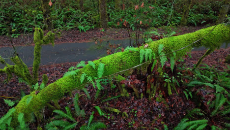 pacific northwest moss forest of moss covered branch with lush green plants in background in washington state