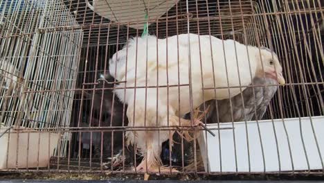 pollos en una jaula en un mercado