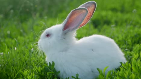 a white rabbit in green grass