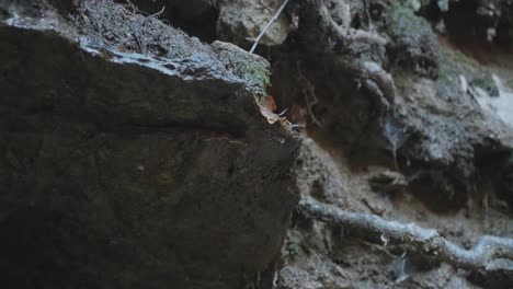 Musgo-Sobre-Piedras-Con-Agua-Goteando,-Hojas-De-Otoño,-Primer-Plano