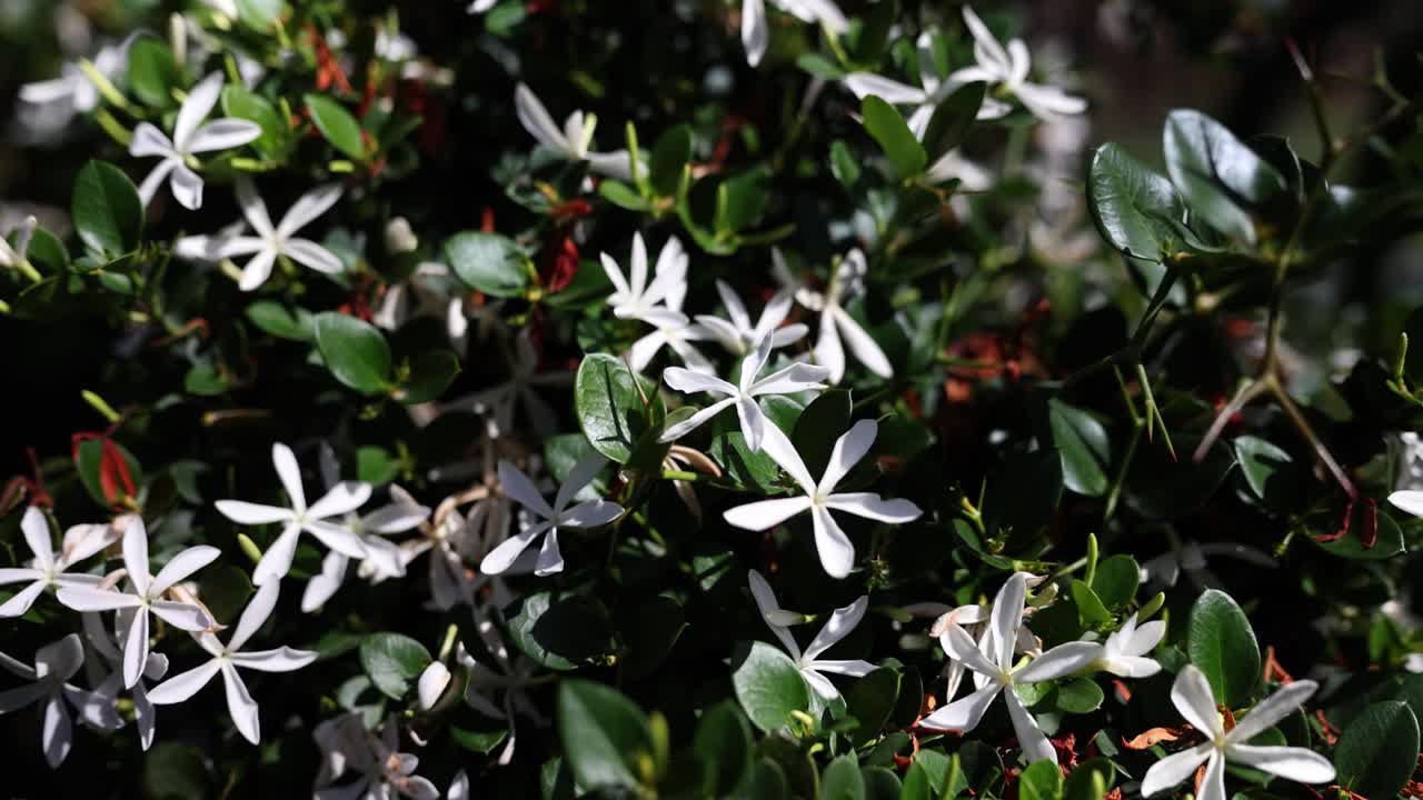 Star jasmine flowers and foliage