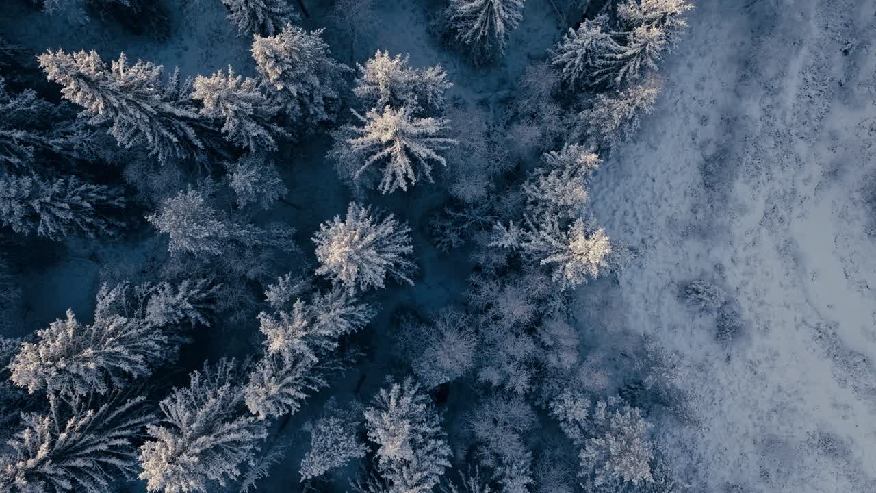 Top Down View Of Forest In Winter, Trees Covered In Snow In Indre Fosen, Norway - Drone Shot