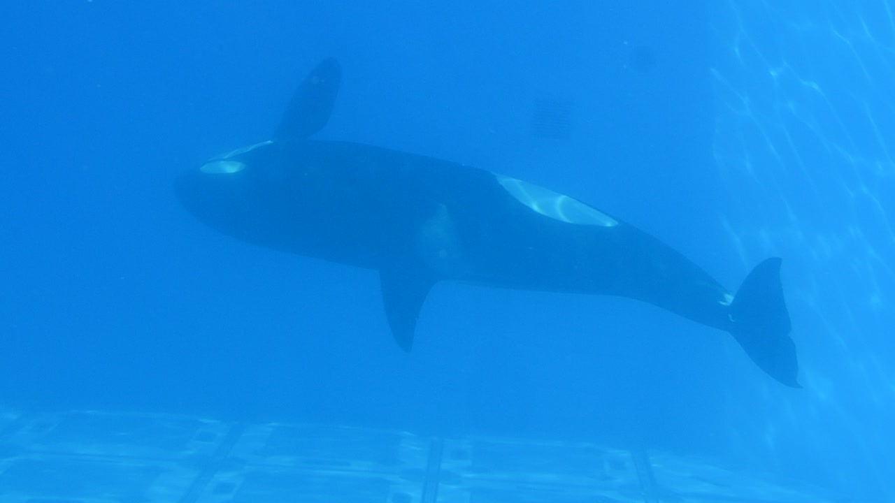 Orlando, USA. SeaWorld ist ein Meerespark, der Säugetierparks, Ozeanarien, Meerestierparks und Vergnügungsparks umfasst.