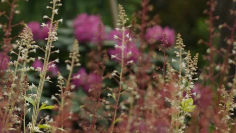 Jardín-Colorido-Lleno-De-Pequeñas-Flores-Y-Plantas,-Tiro-Panorámico