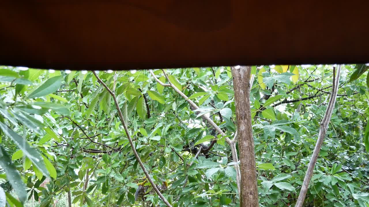 정원에서 비가 내리고 창문으로 보이는 광경